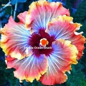 Dinnerplate Hibiscus Impelo 10, 50, 250 or 1000 seeds, sowing instrctions in item description