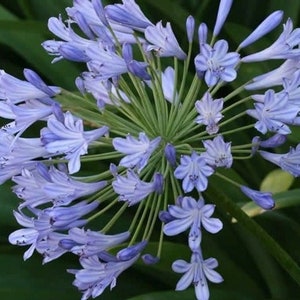 AGAPANTHUS African Lily pink, white or blue 20 seeds image 6
