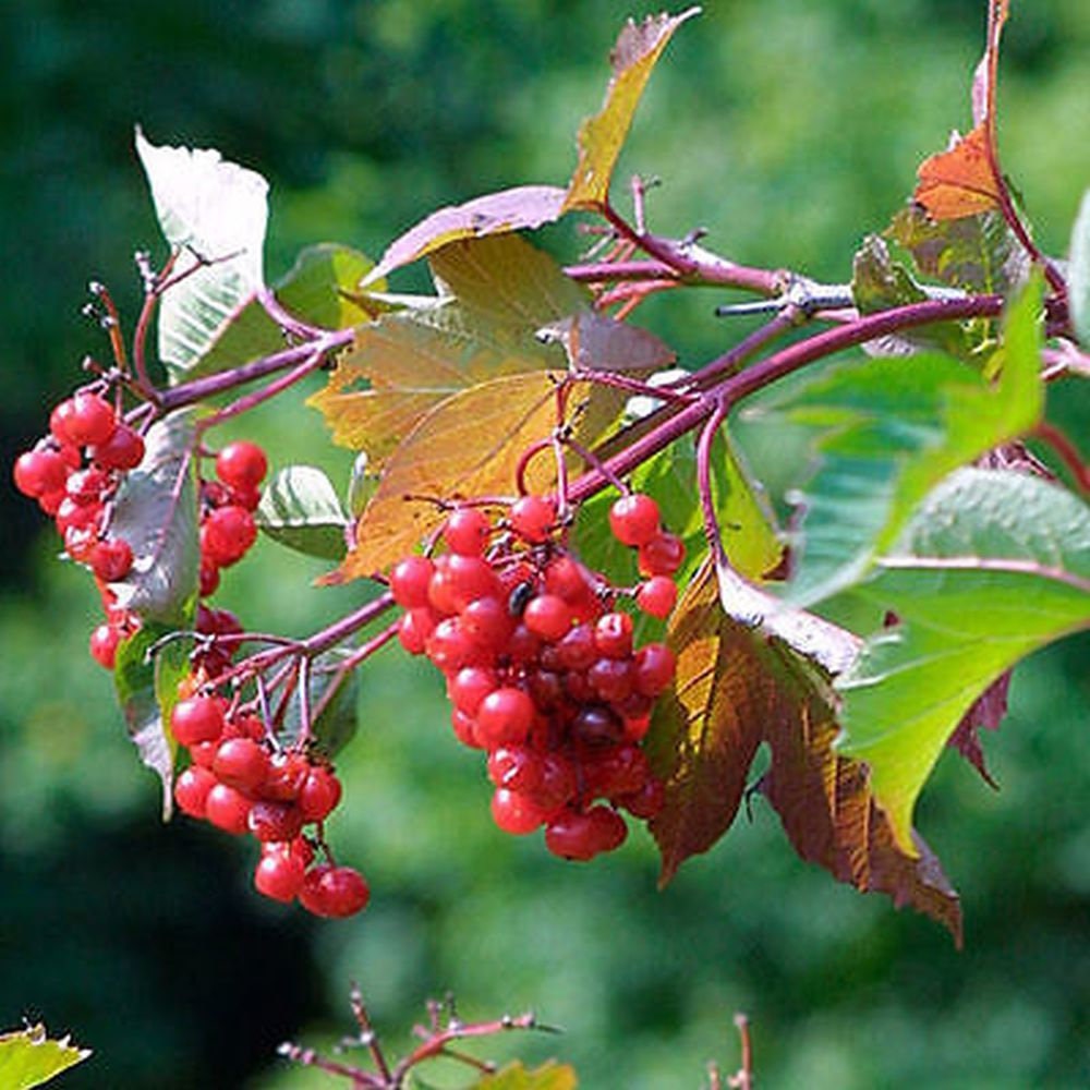 American cranberrybush seeds 10 Ornamental Shrub CombSH I87 Viburnum trilobum American cranberrybush seeds 10 Ornamental Shrub CombSH I87 Viburnum trilobum