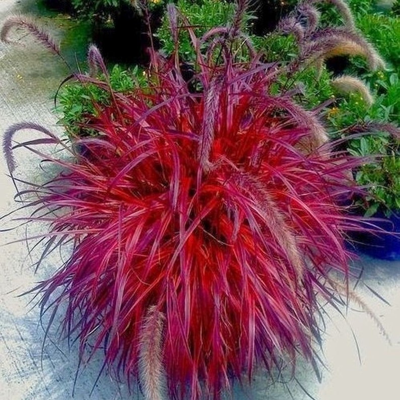 FOUNTAIN GRASS pennisetum setaceum red 20 200 or 2000 seeds image 1