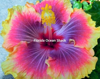 Dinnerplate Hibiscus Sun Frizzle 10, 50, 250 or 1000 seeds, sowing instructions in item description