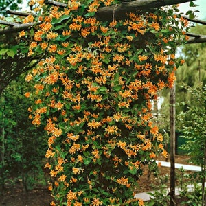 GOLDFLAME HONEYSUCKLE Lonicera x heckrottii 20 seeds image 5