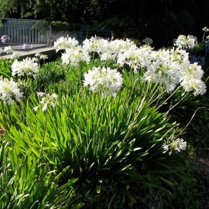 AGAPANTHUS African Lily pink, white or blue 20 seeds image 3