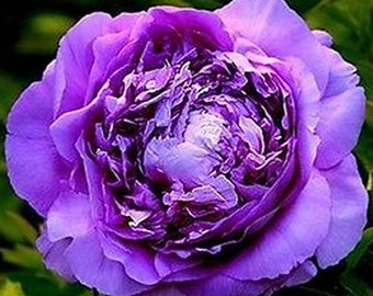 Peonía PURPLE QUEEN Paeonia lactiflora 5 o 20 semillas