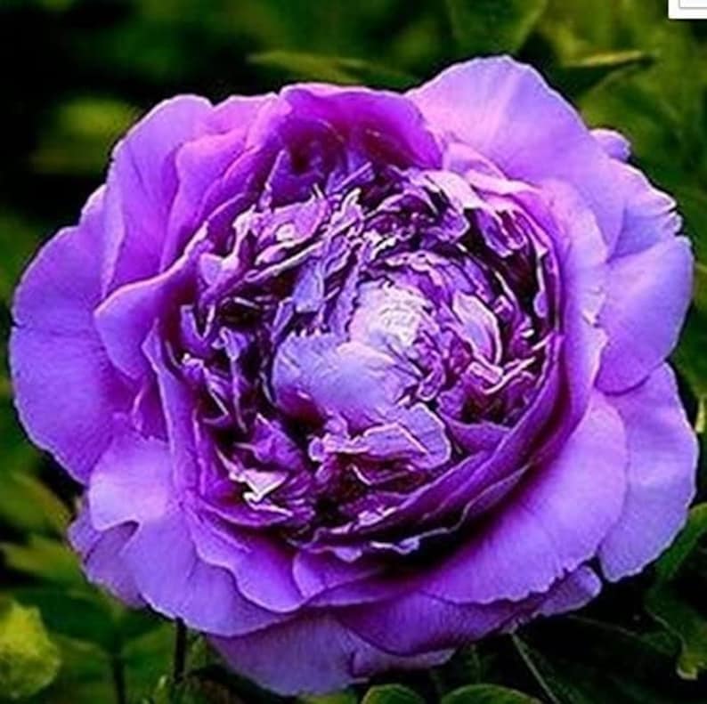 Peony PURPLE QUEEN Paeonia Lactiflora 5 or 20 Seeds Etsy