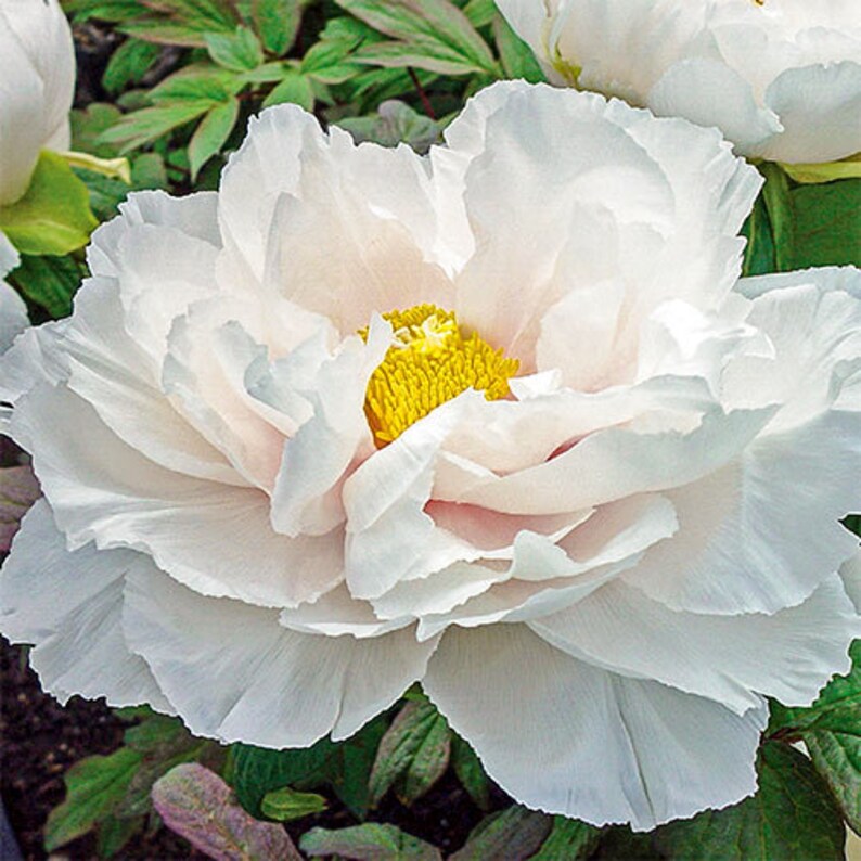 Tree Peony, Paeonia suffruticosa REMKAKU 5 or 20 seeds image 1