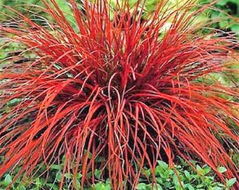 Red SEDGE GRASS Firedance, Uncinia rubra evergreen 20, 200+ or 2000+ seeds