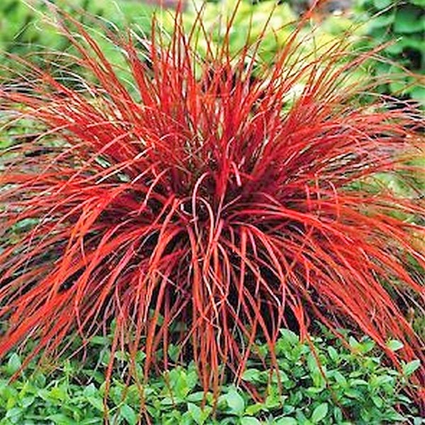 Red SEDGE GRASS Firedance, Uncinia rubra evergreen 20, 200+ or 2000+ seeds