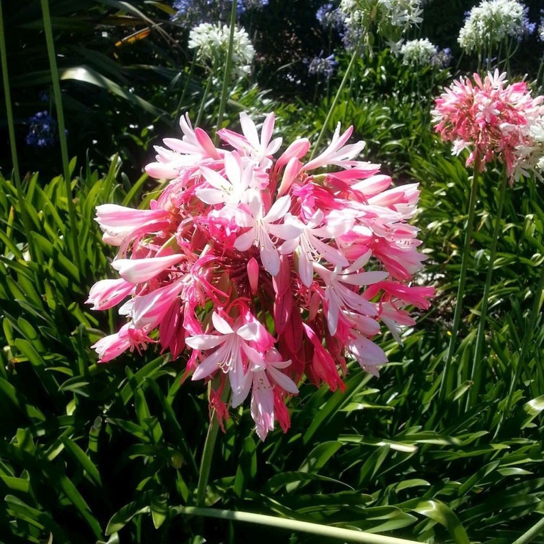 AGAPANTHUS African Lily pink, white or blue 20 seeds image 5