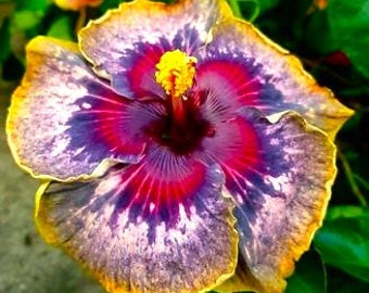 Dinnerplate Hibiscus Belsol 10, 50, 250 or 1000 seeds, sowing instructions in item description