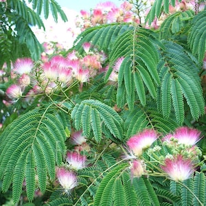 Silk Tree Albizia julibrissin suitable as bonsai 20 or 100 seeds image 2