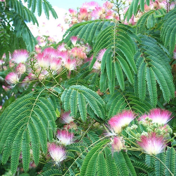 Albizia julibrissin 30 Fresh seeds Persan Soie Rose Arbre Lenkoran Acacia Bonsai