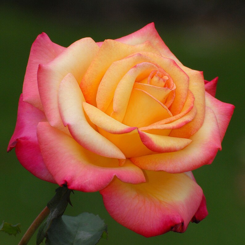 Cherry Brandy Rose 20 200 or 2000 Seeds Etsy