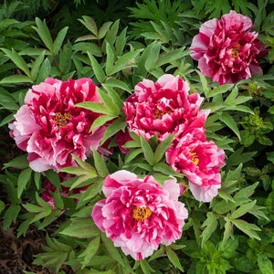 Tree Peony, Paeonia suffruticosa SHIMA NISHIKI 5 or 20 seeds image 4