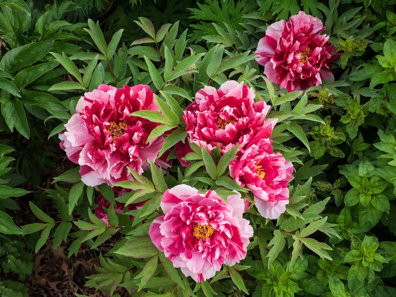 Tree Peony, Paeonia suffruticosa SHIMA NISHIKI 5 or 20 seeds image 4