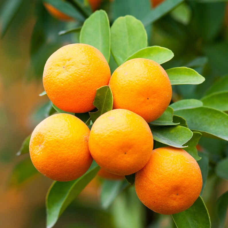 Satsuma Mandarin / Tangerine Citrus Tree Patio Plant 5 Seeds Etsy
