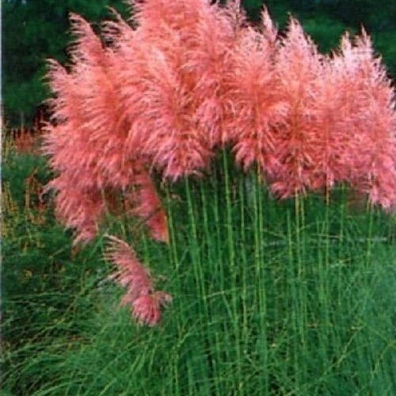 different colors of PAMPAS GRASS cortaderia selloana 500,seeds image 7