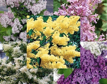 5 varieties of LILAC mixed 100+ seeds, different colors and blooming times Active