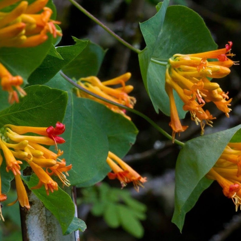 GOLDFLAME HONEYSUCKLE Lonicera x heckrottii 20 seeds image 2