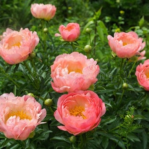 Peony PINK HAWAIIAN CORAL Paeonia Lactiflora 5 or 20 seeds image 2