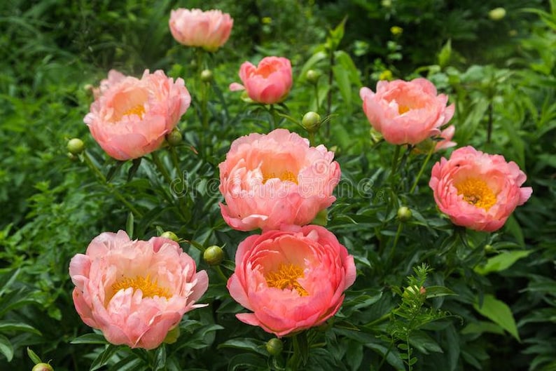 Peony PINK HAWAIIAN CORAL Paeonia Lactiflora 5 or 20 seeds image 2