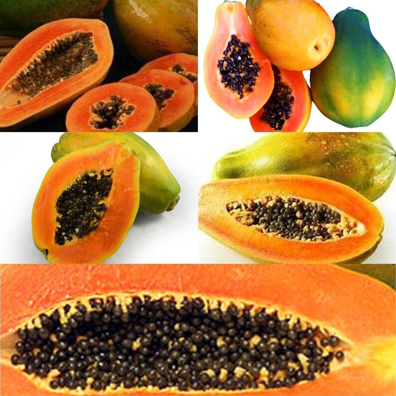 5 of the most delicious Papaya varieties 10 50 100 500 or Etsy