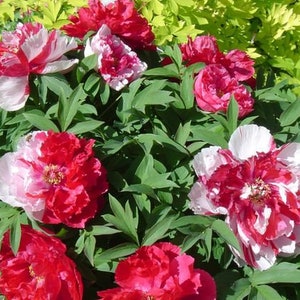 Tree Peony, Paeonia suffruticosa SHIMA NISHIKI 5 or 20 seeds image 2