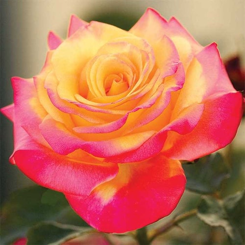 Cherry Brandy Rose 10, 50, 250 or 1000 seeds, sowing instructions in item description