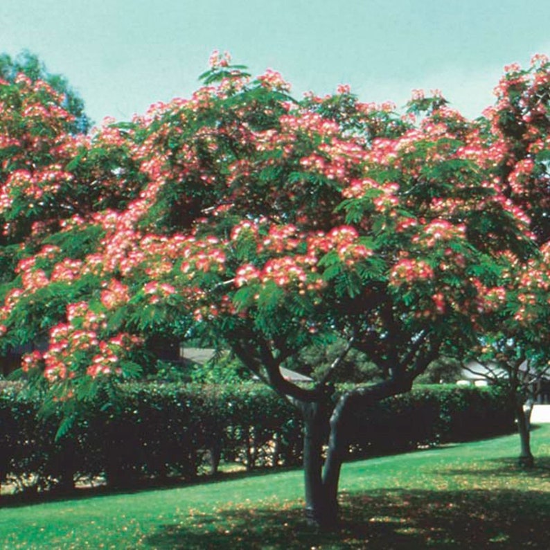 Silk Tree Albizia julibrissin suitable as bonsai 20 or 100 seeds image 3