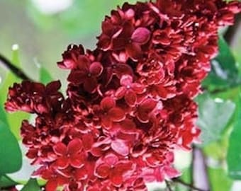 Red french Lilac congo syringa vulgaris changes color! 100+ seeds