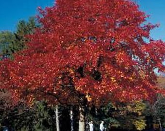 Nyssa sylvatica Black gum tupelo, 10, 50, 100, 1 oz seeds