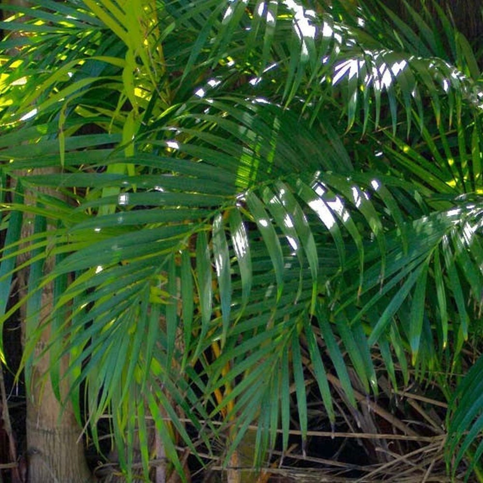 Тростниковая пальма. Хамедорея elegans. Thrinax parviflora (тринакс, пальма). Хамедорея металлика. Тростниковая пальма хамедорея.