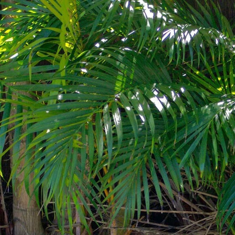 [Id187692896|Константин], хамедорея изящная (Chamaedorea elegans) или Parlour в аквариуме