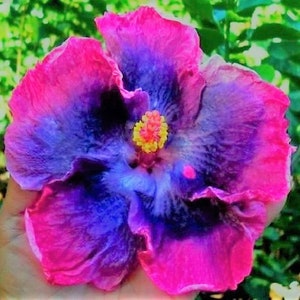 Dinnerplate Hibiscus swirl, 10, 50, 250 or 1000 seeds, sowing instructions in item description