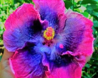 Dinnerplate Hibiscus swirl, 10, 50, 250 or 1000 seeds, sowing instructions in item description