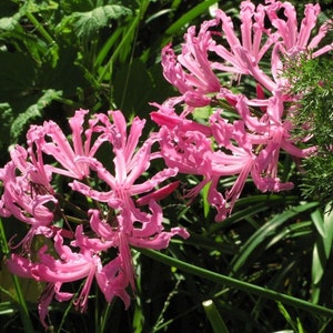 AGAPANTHUS African Lily pink, white or blue 20 seeds image 4