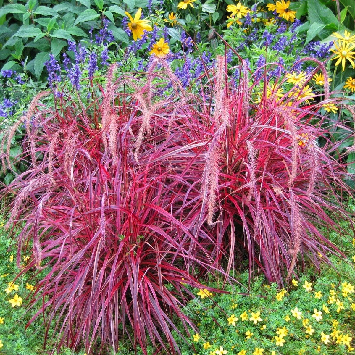FOUNTAIN GRASS Pennisetum Setaceum Red 20 200 or 2000 Seeds Etsy
