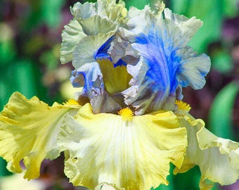 Iris Let evening come, 10 seeds, sowing instructions in item description