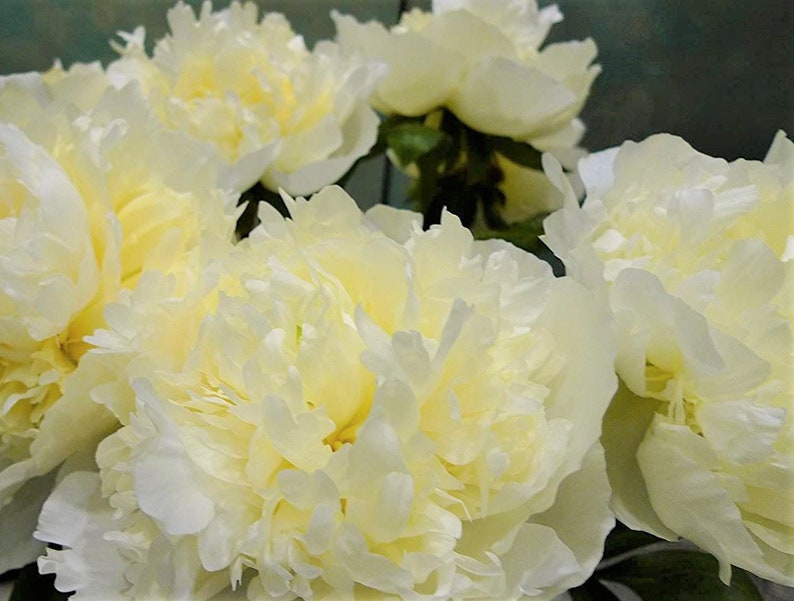 Peony MARIE LEMOINE Paeonia lactiflora 5 or 20 seeds image 2