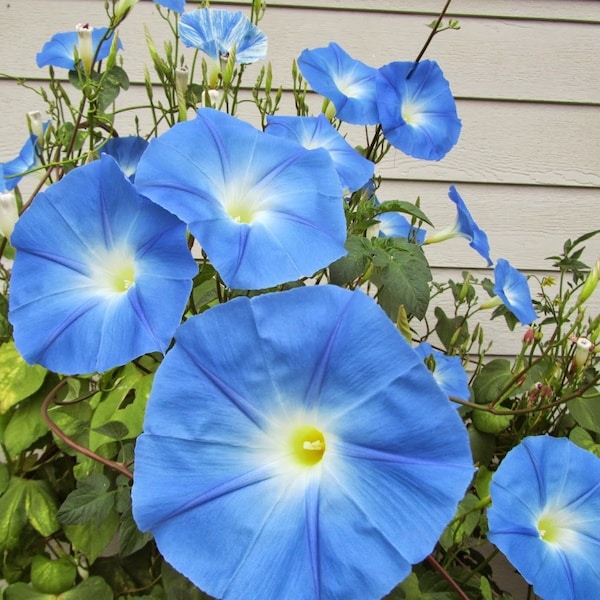 SALE SALE SALE !!! 1 pound of untreated Heavenly Blue Morning Glory seeds.