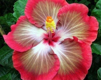 Dinnerplate Hibiscus Mousse 10, 50, 250 or 1000 seeds, sowing instructions in item description