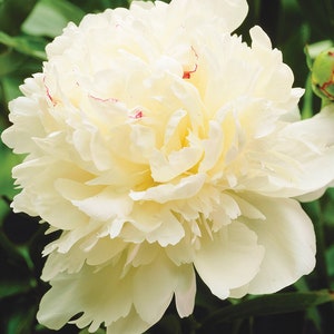 Peony MARIE LEMOINE Paeonia lactiflora 5 or 20 seeds image 1