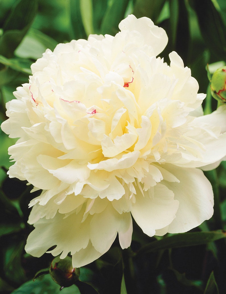 Peony MARIE LEMOINE Paeonia lactiflora 5 or 20 seeds image 1