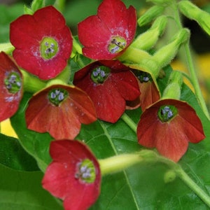 NICOTIANA alata red or white Jasmine tobacco 100+, 1,000+ or 10,000+ seeds