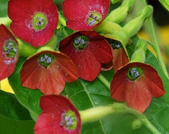 NICOTIANA alata red or white Jasmine tobacco 100+, 1,000+ or 10,000+ seeds