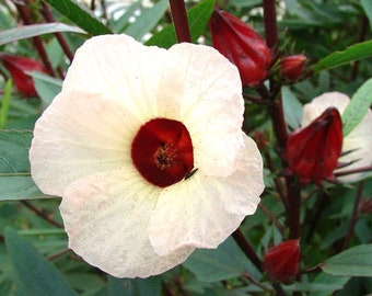 Hibiscus sabdariffa, Jamaican sorrell,  Florida cranberry 10, 50 or 250 seeds, sowing instructions in item description