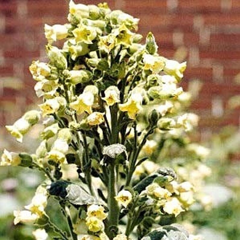 NICOTIANA RUSTICA Tobacco 100 1000 or 10000 Seeds Etsy