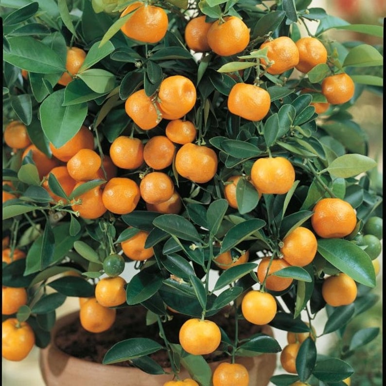 Dwarf Calamondin calamans orange citrus tree 5 seeds image 3