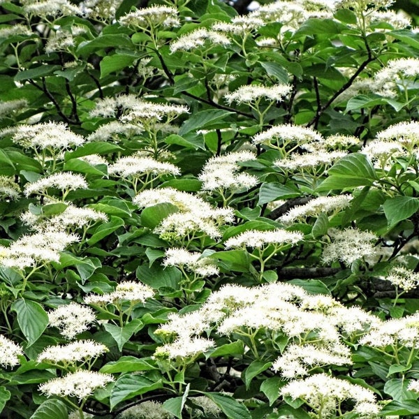 Pagoda DOGWOOD, cornus alternifolia, 10 seeds