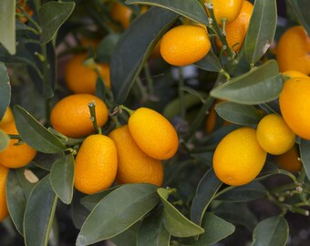 Kumquad, dwarf citrus tree 5 seeds